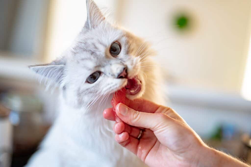 cat getting a salmon treat