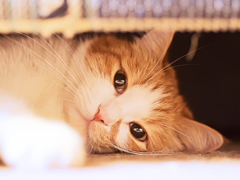 Explained: Reasons Why Cats Cry