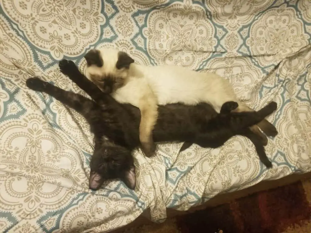 cats hugging while napping