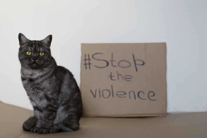 Stop cat abuse