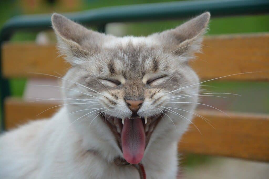 cat loud laughing