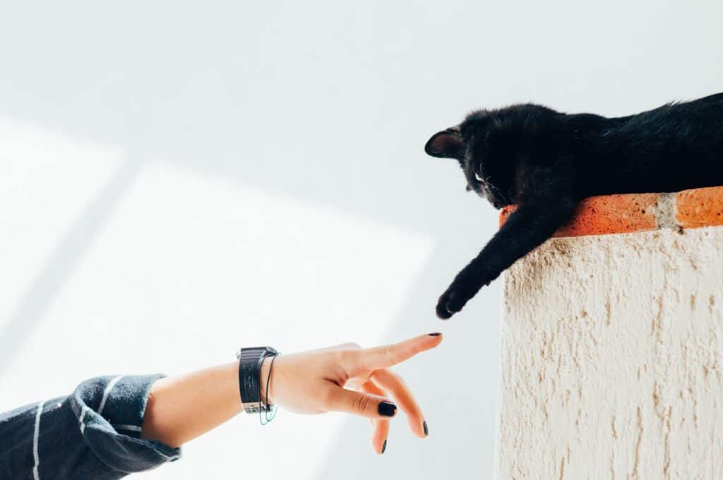 cat touching a human hand