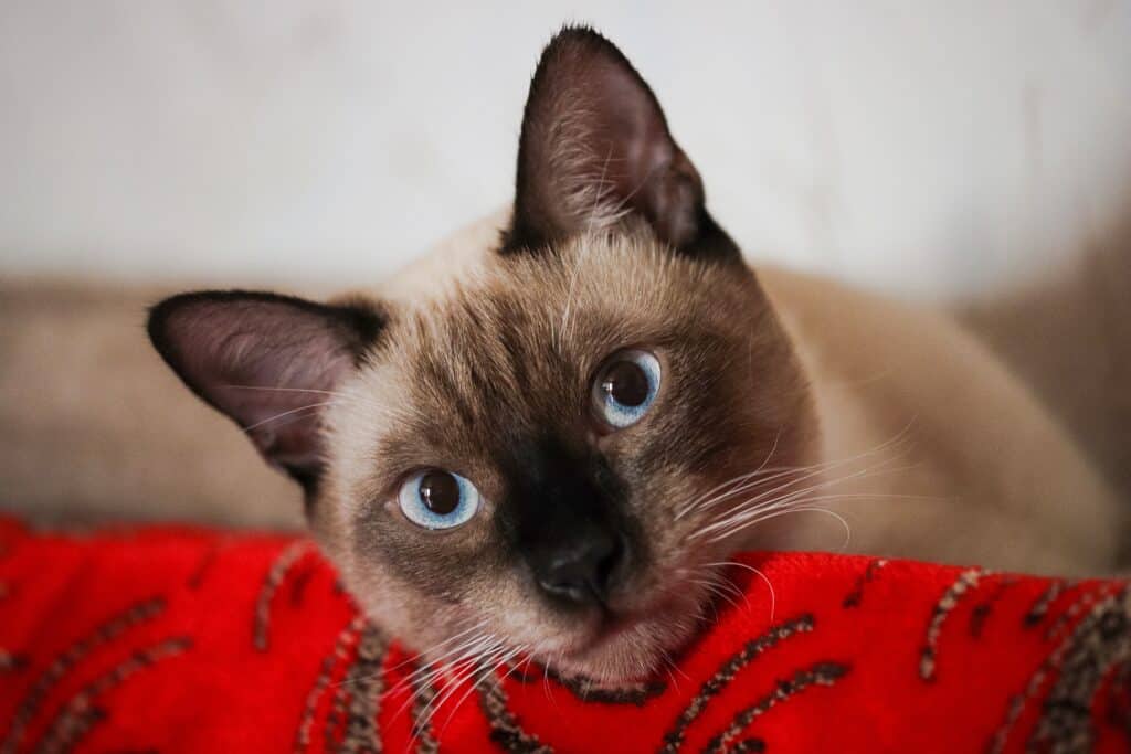 chocolate point siamese