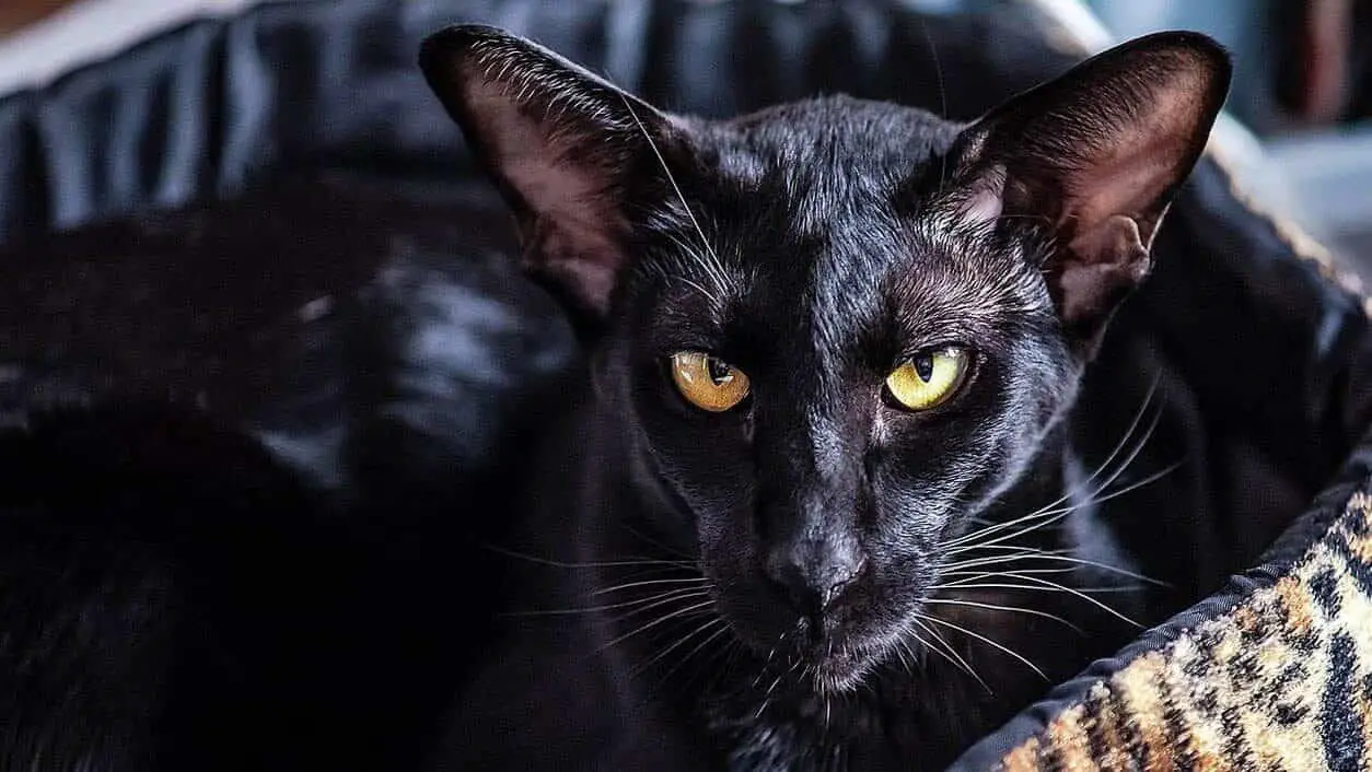 black siamese cat, oriental cat