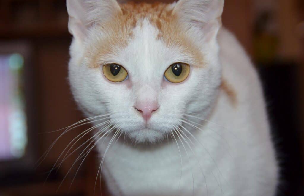 turkish van