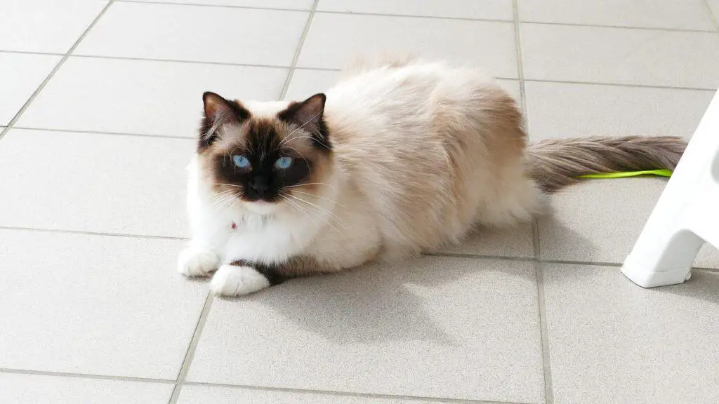 ragdoll cat