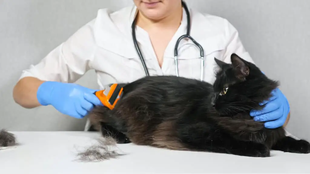 vet grooming a cat