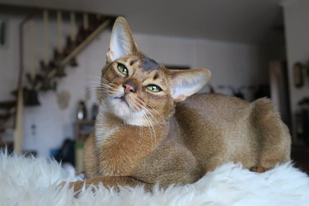 Abyssinian