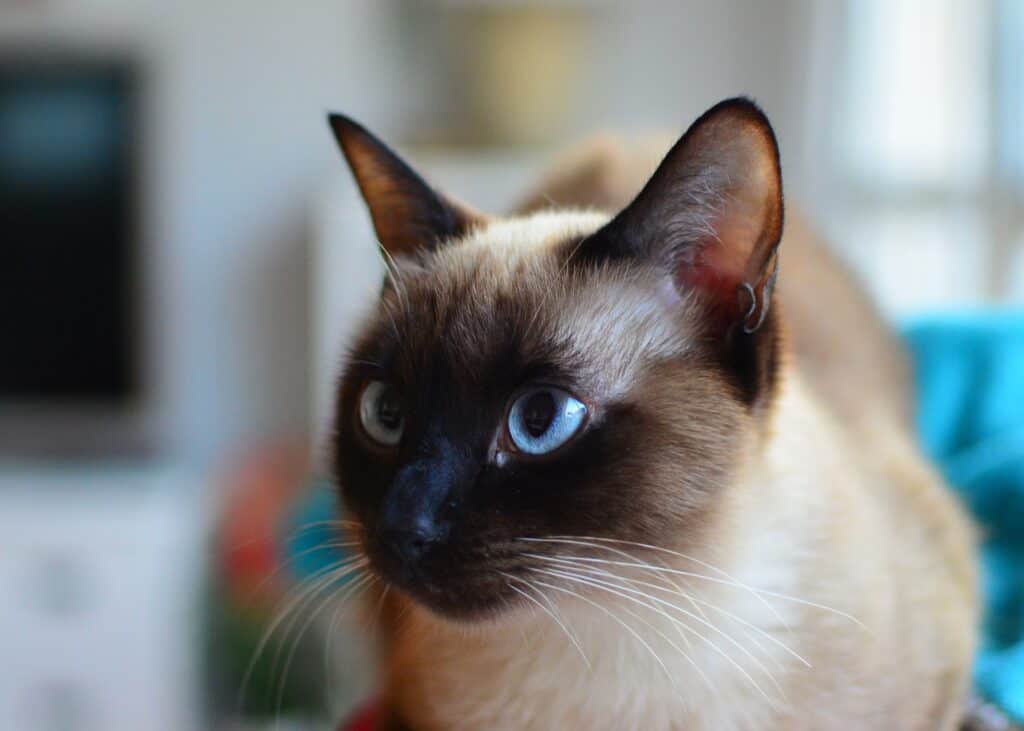 siamese cat