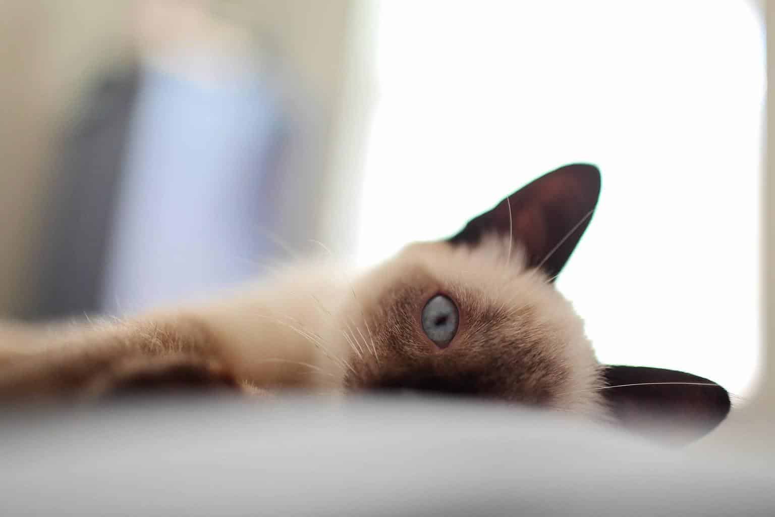 Reasons Why Your Siamese Cat is Not Meowing