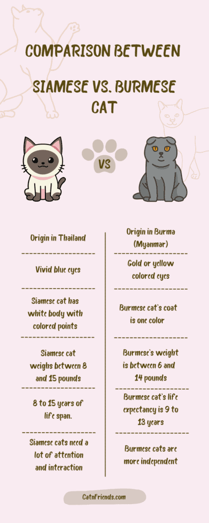 Comparison Siamese versus Burmese Infographic