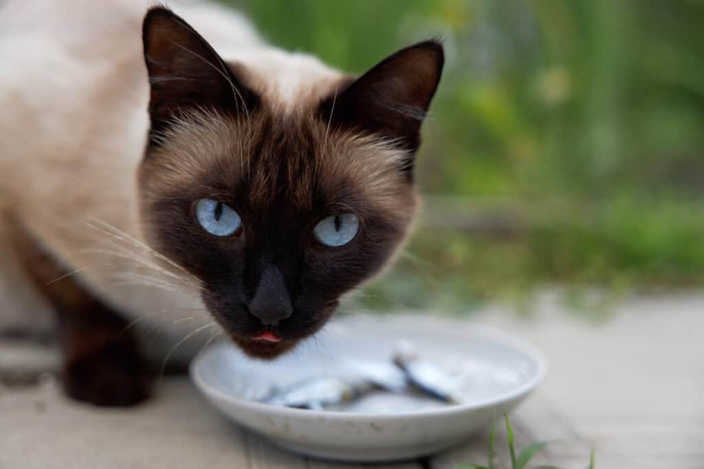 siamese cat eating