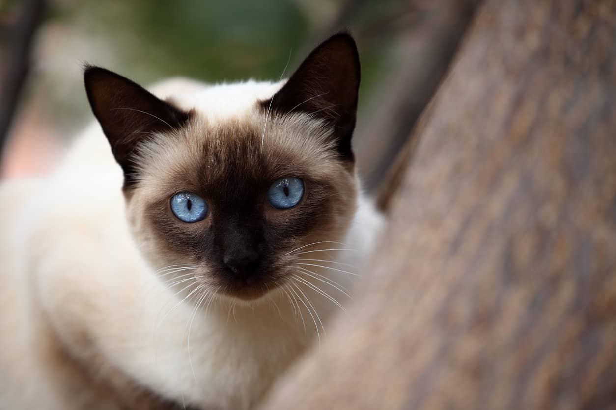 Are Siamese Cats High Maintenance? –What You Should Know