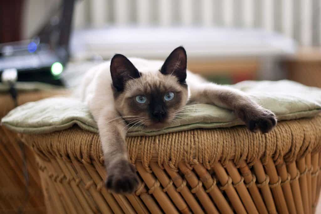 Applehead Siamese cat lying down