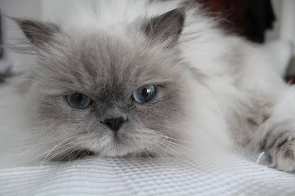 himalayan cat grey and white