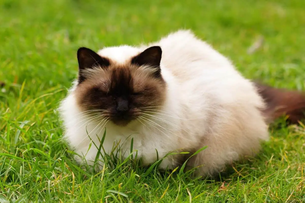 himalayan cat in the grass
