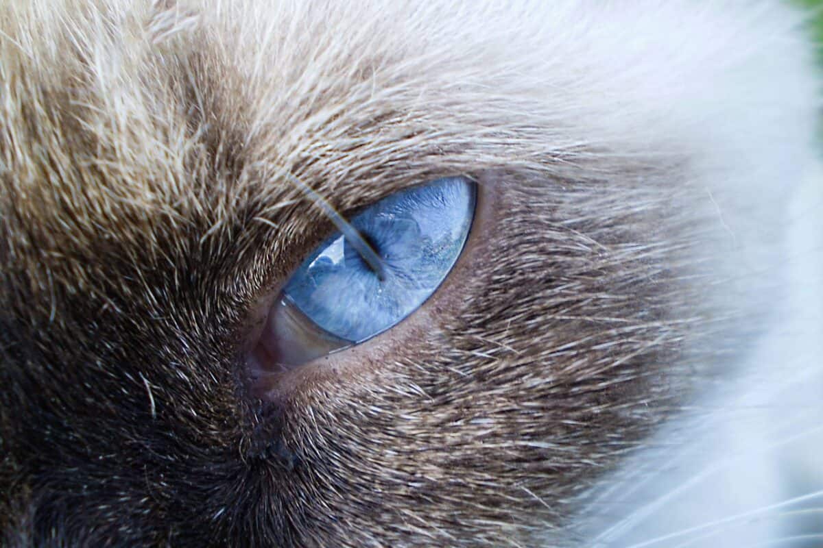 close up siamese cat eyes