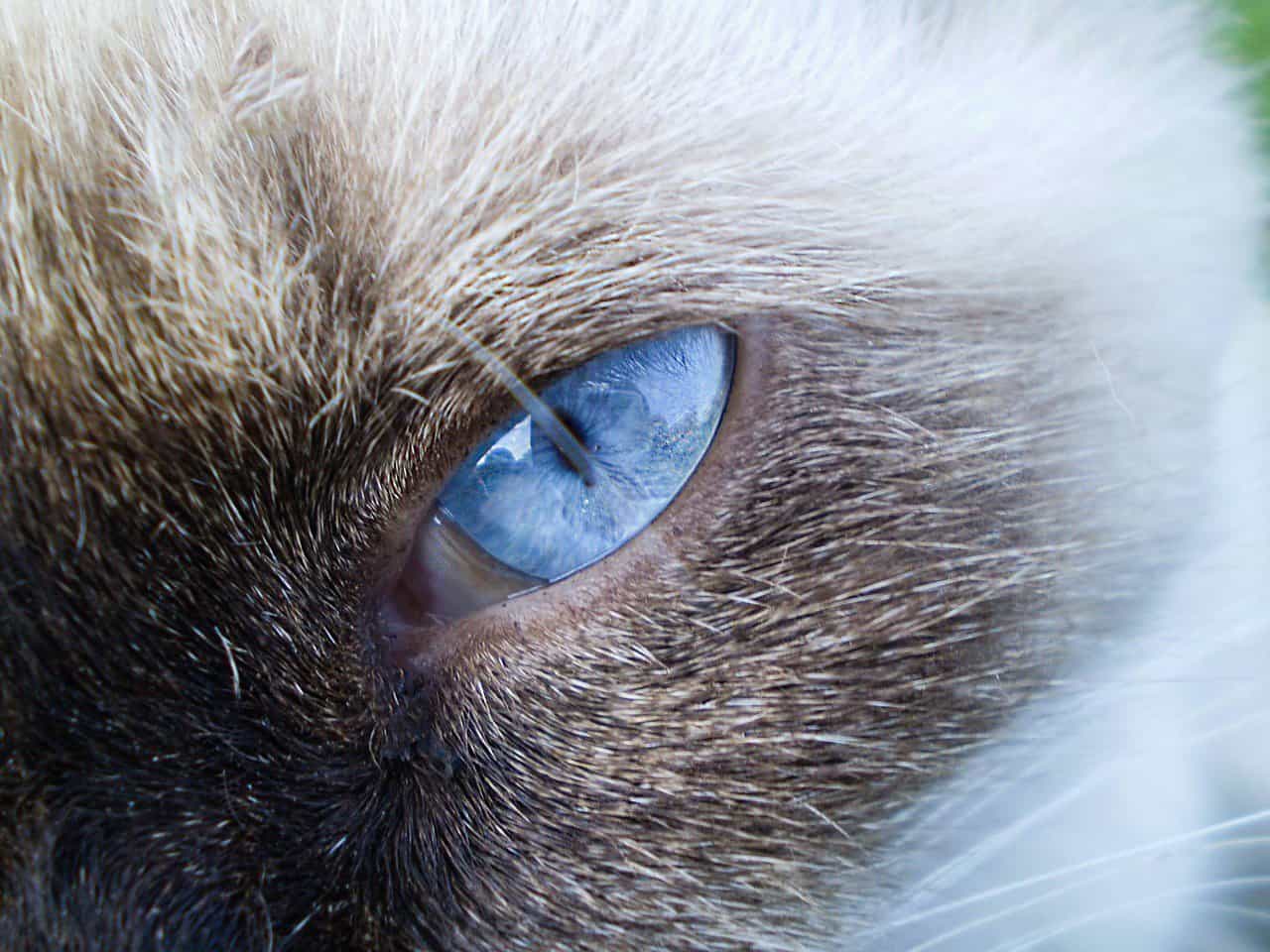 Common Eye Problems in Siamese Cats