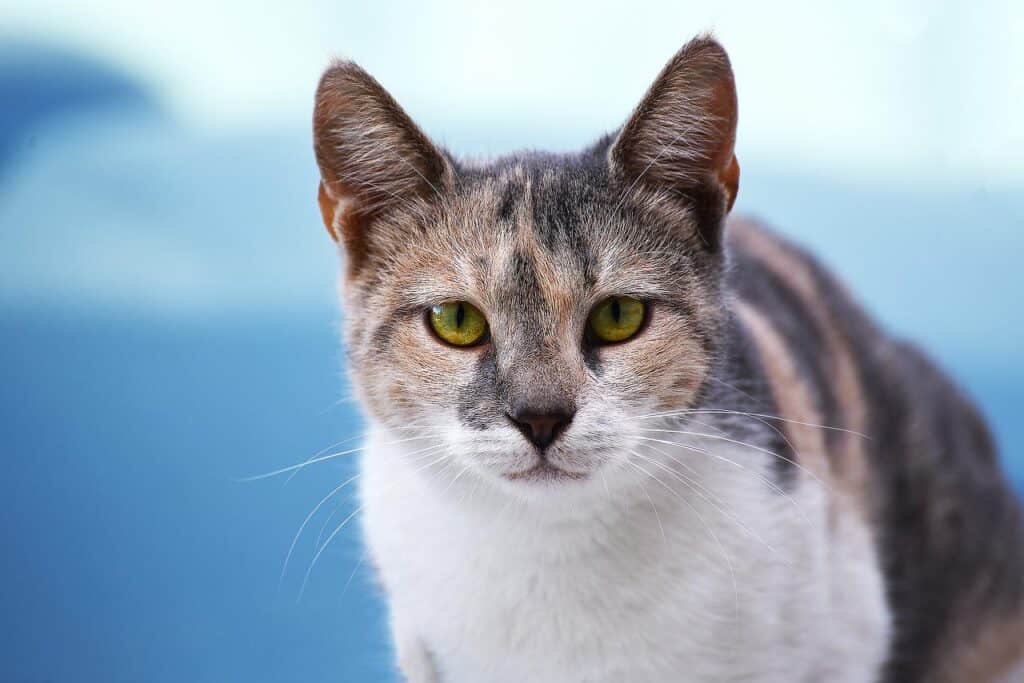 white and brown cat staring in camera