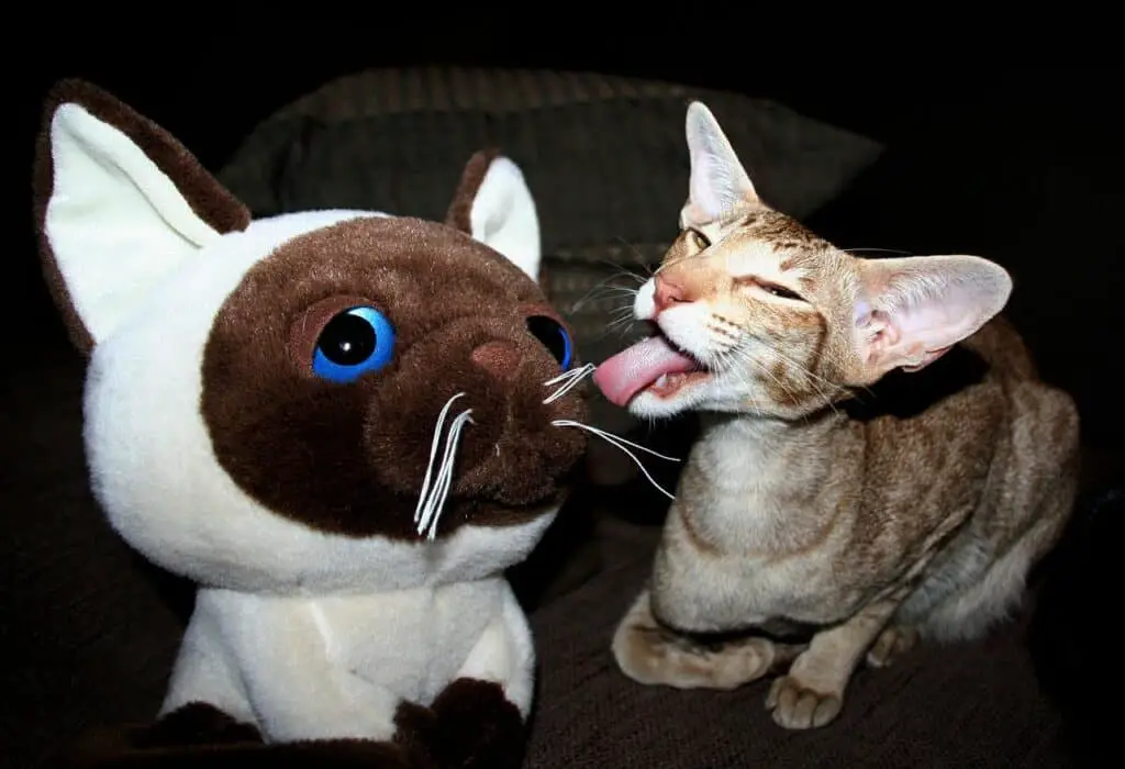 cat licks another cat's eyes
