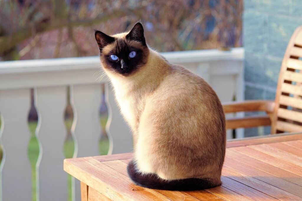 applehead siamese cat sitting on table