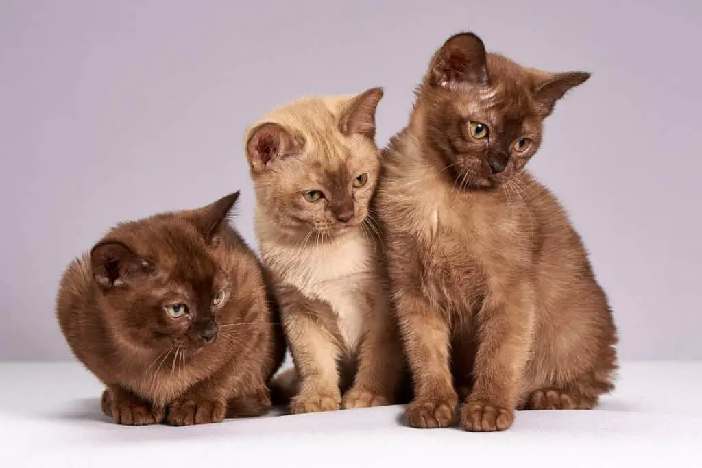 Group of burmese kittens