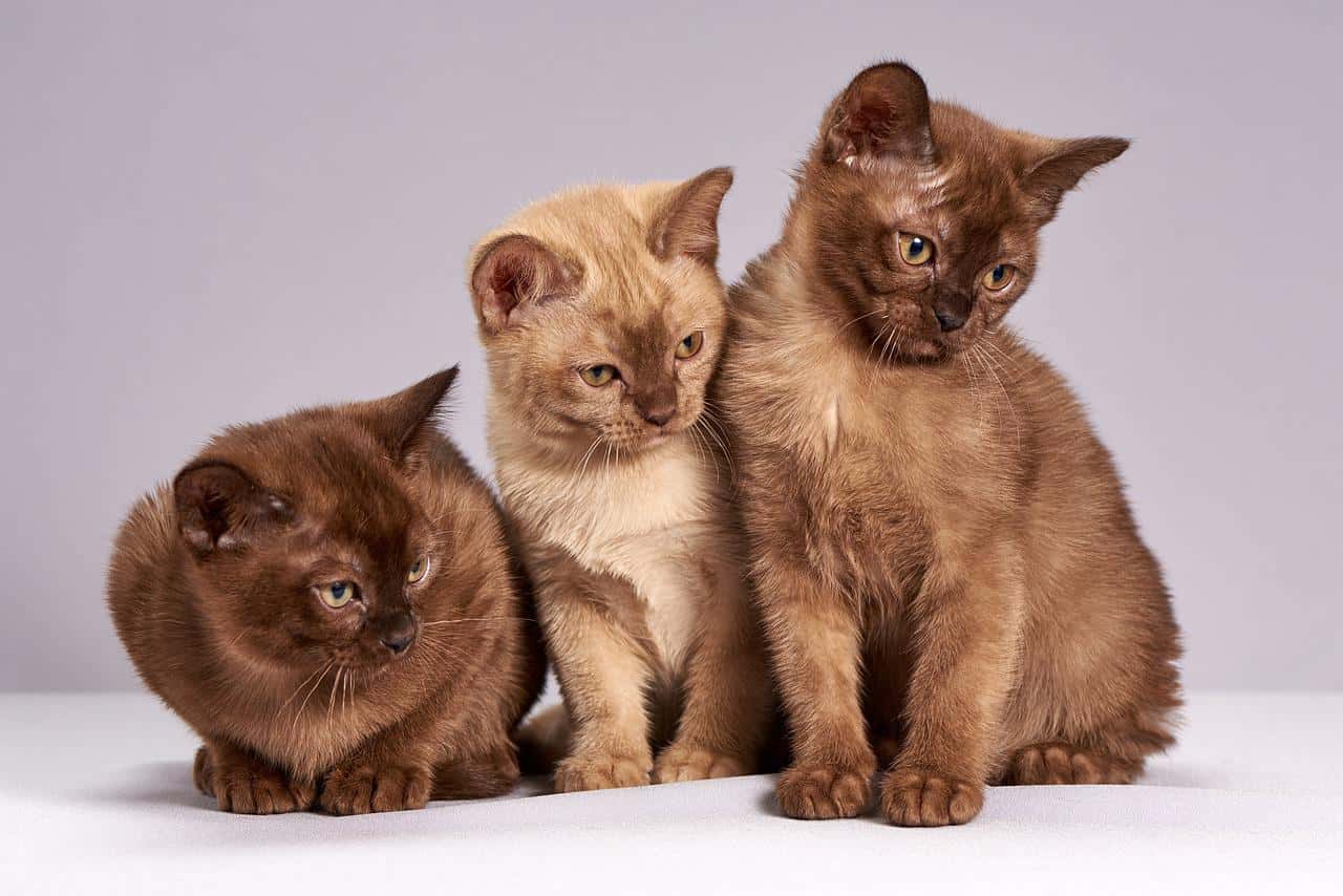 Differences between Burmese and Siamese Cats