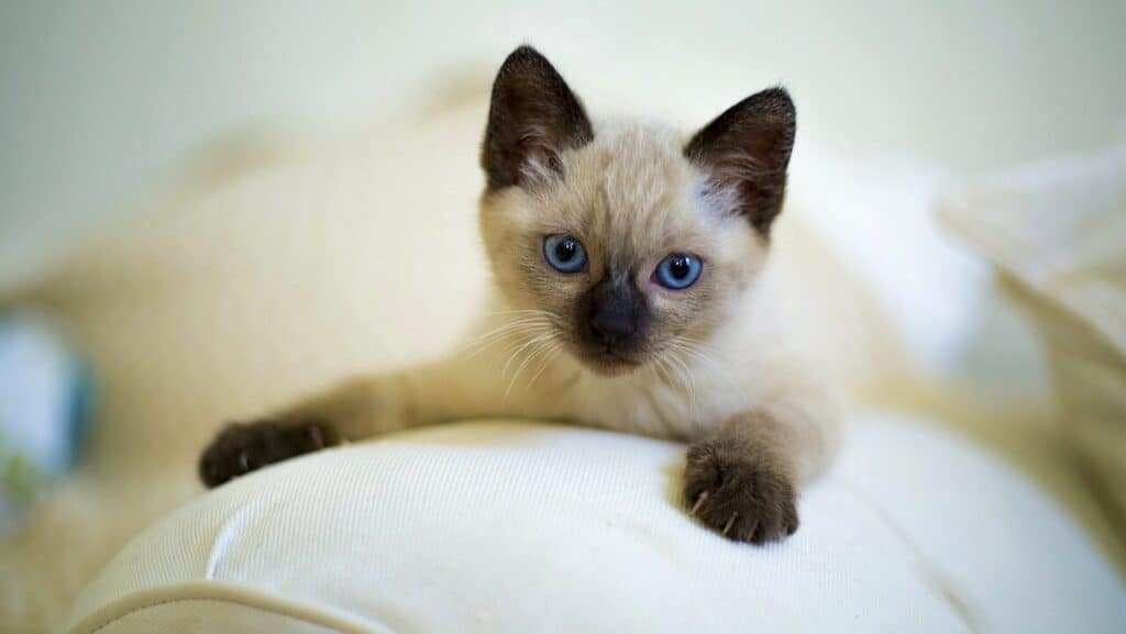 siamese kitten