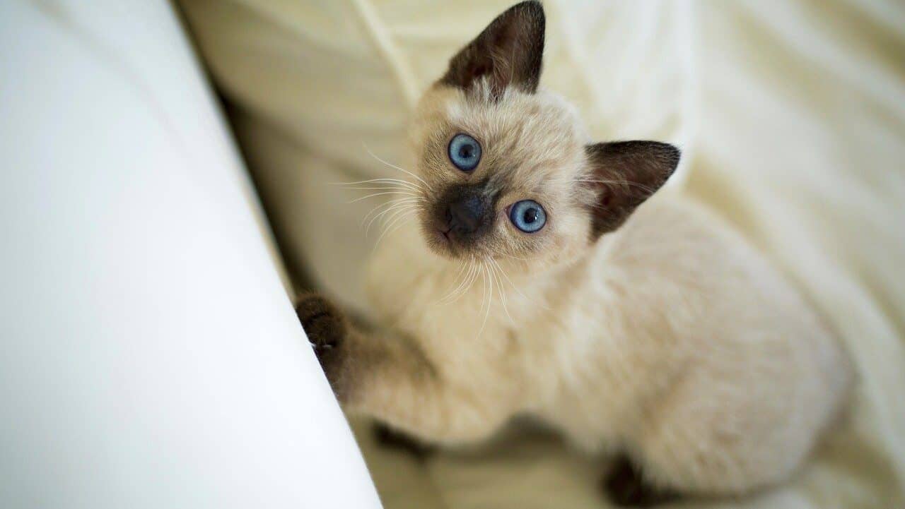 Siamese kitten looking up