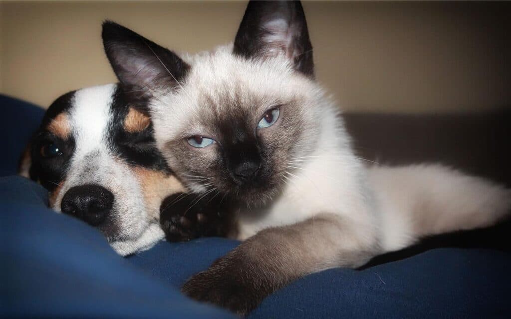 Siamese cat with dog