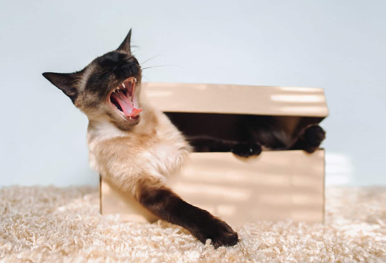 12 Reasons Why Siamese Cats Cry at Night