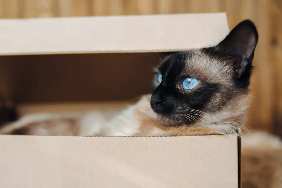 Siamese cat hiding ina. box