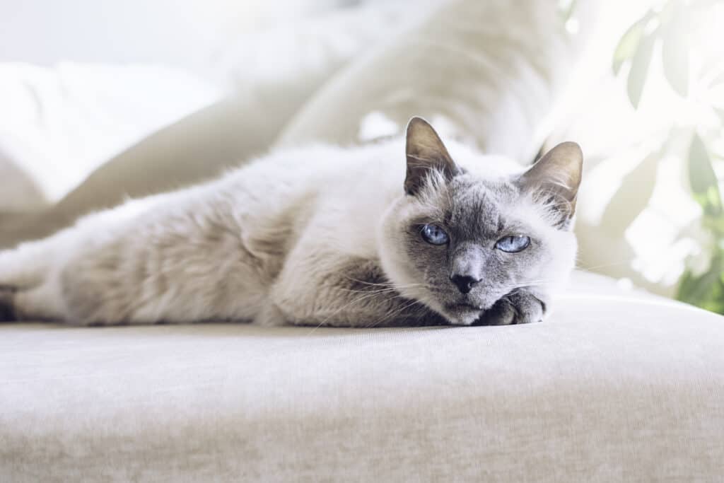 blue point siamese cat