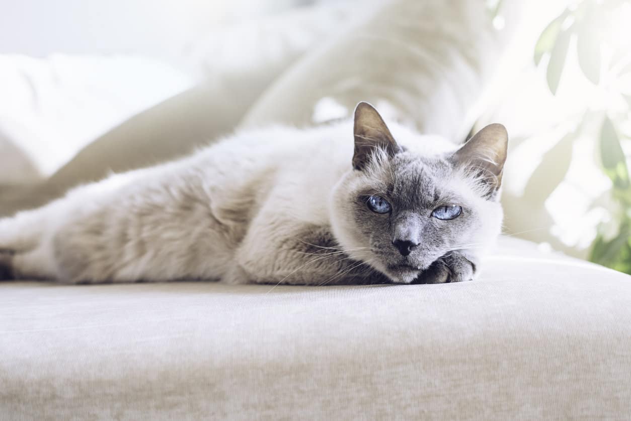 All About Blue Point Siamese Cats