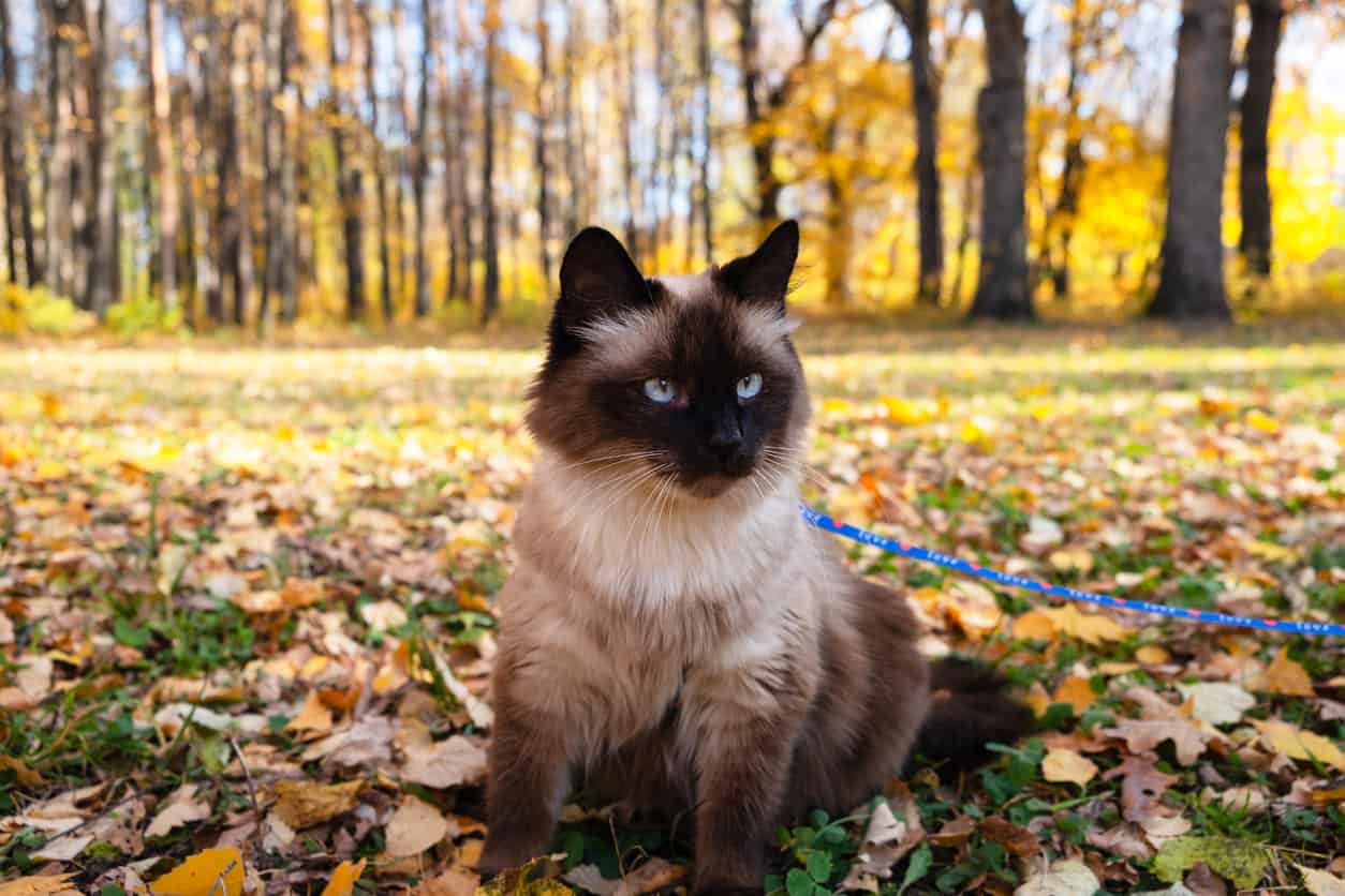 9 Tricks Your Siamese Cat Can Do