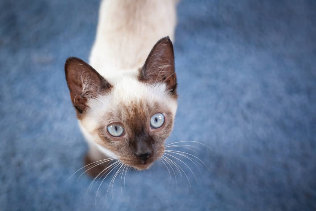 Siamese kitten