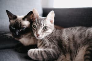 Siamese and tabby cat together