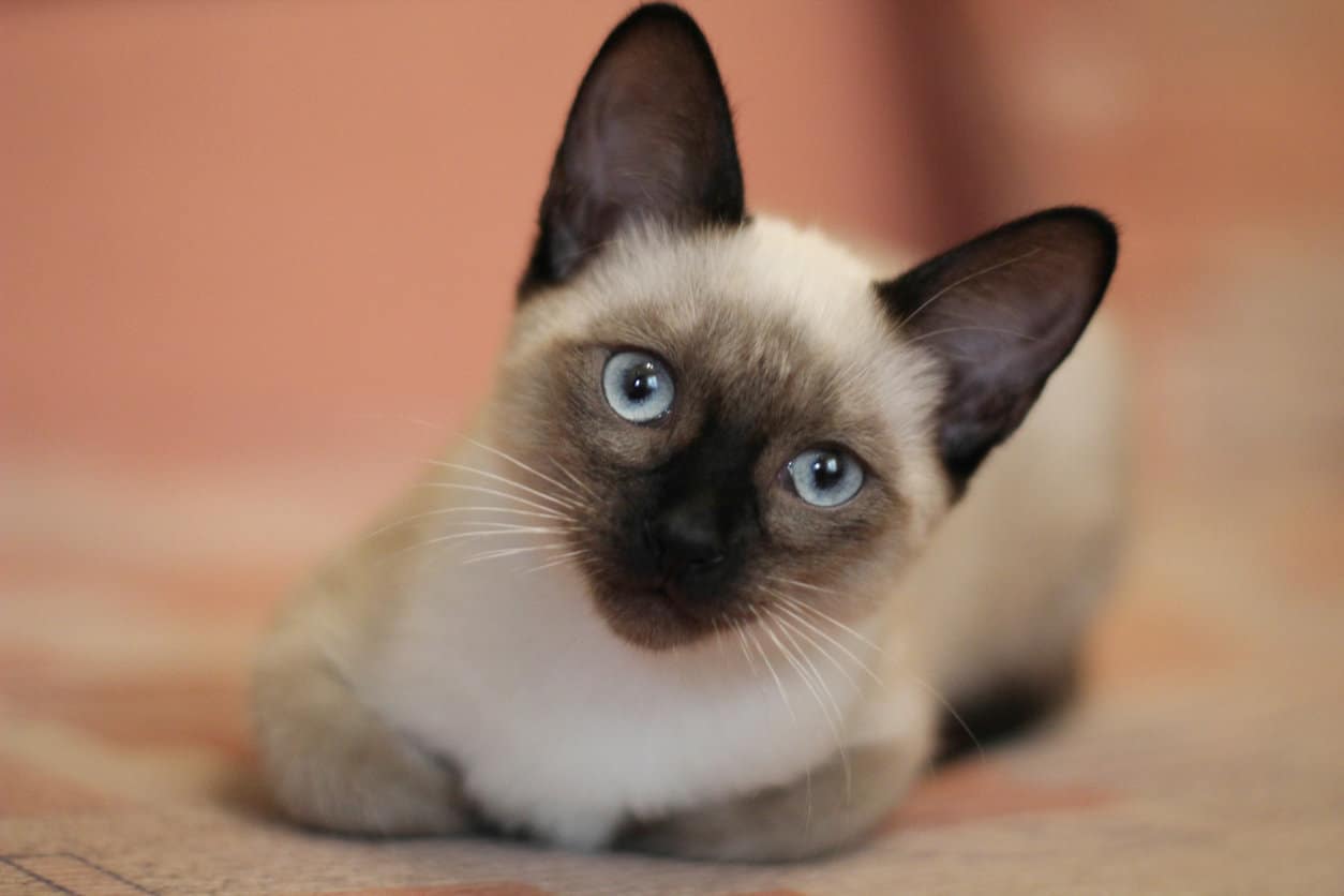 Differences Between Siamese and Balinese Cats