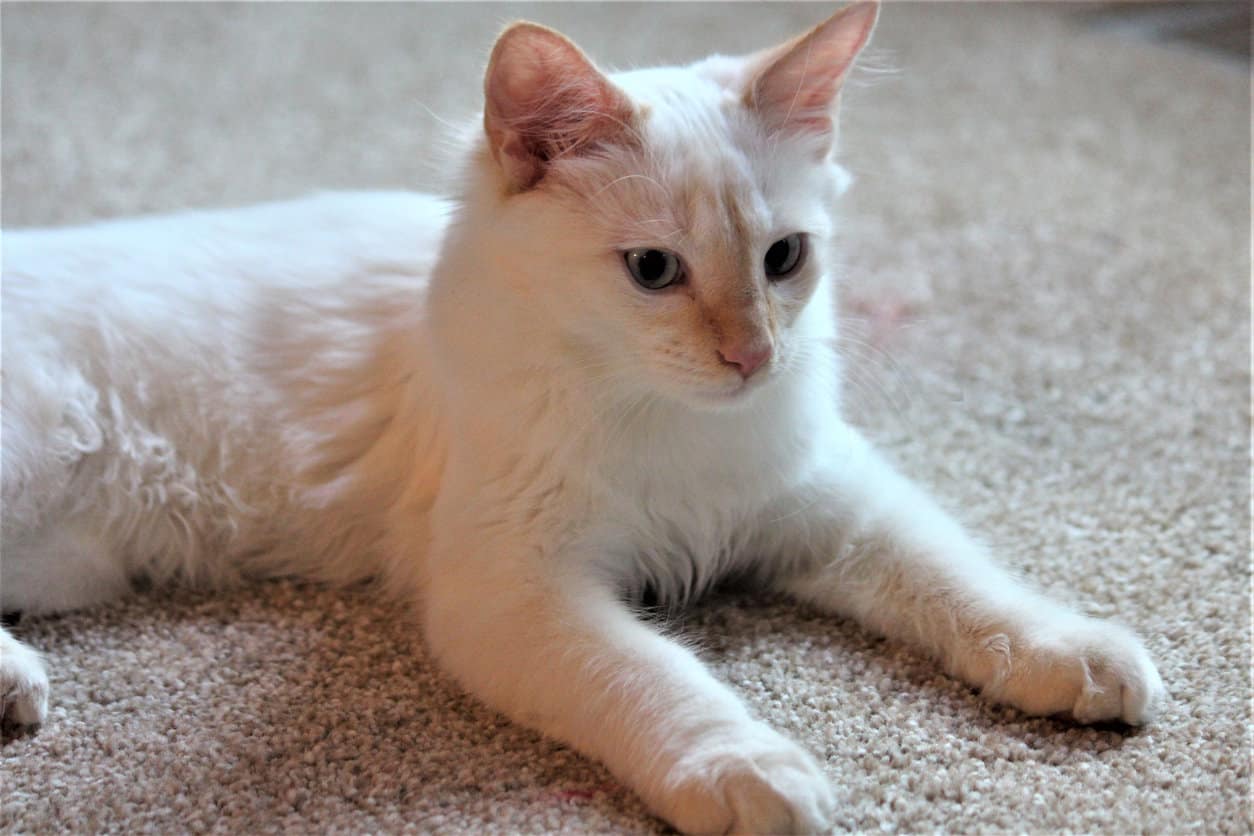 Everything About Flame Point Siamese Cats
