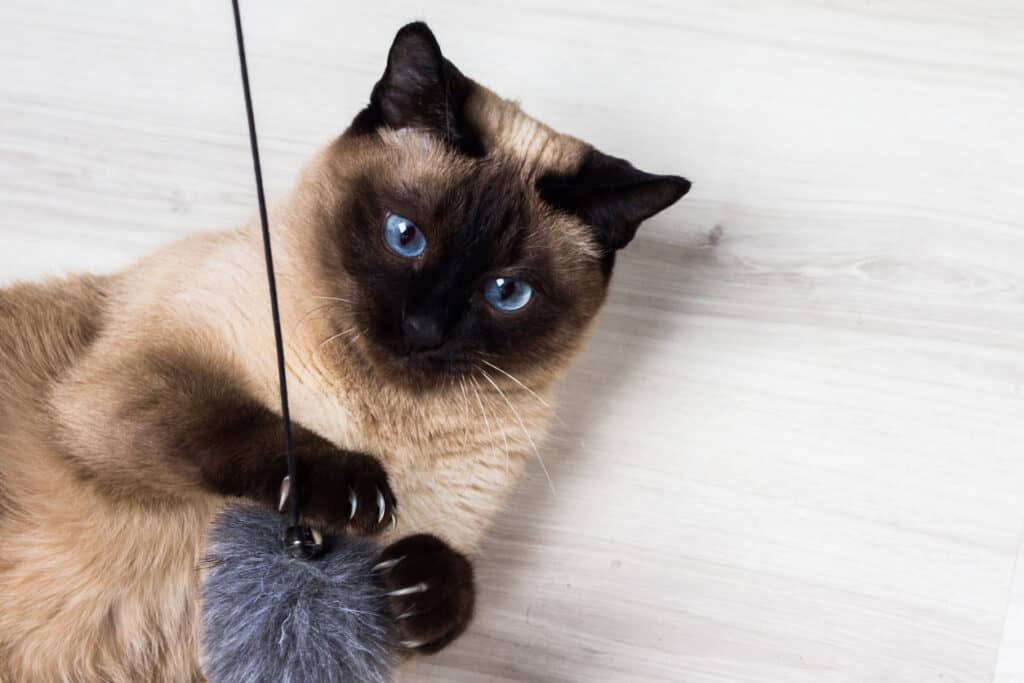 siamese cat playing