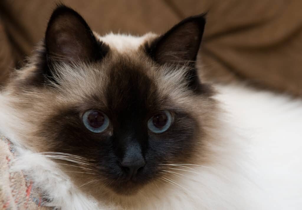 balinese furry cat