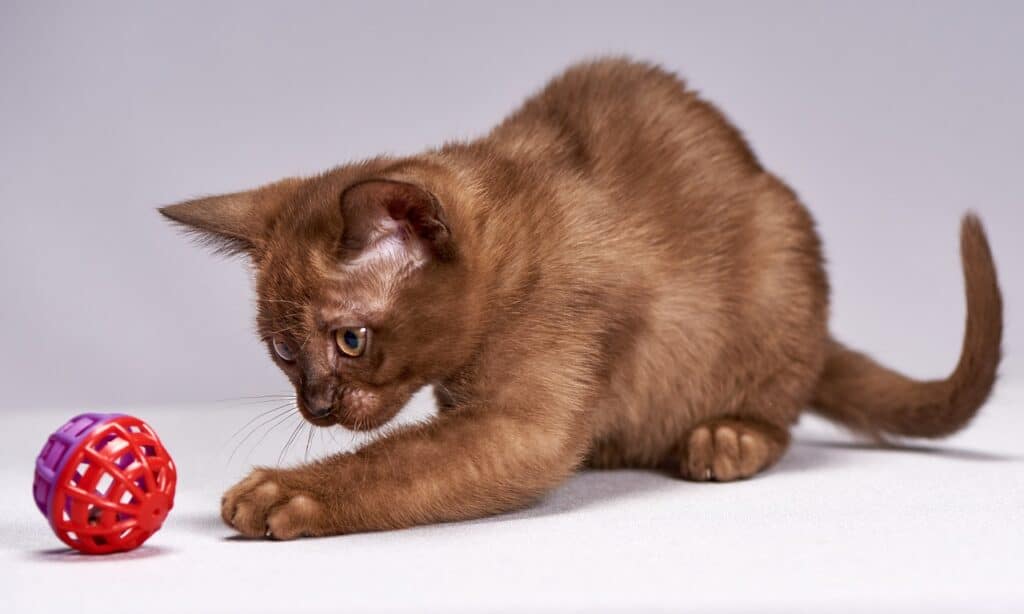 burmese cat playing