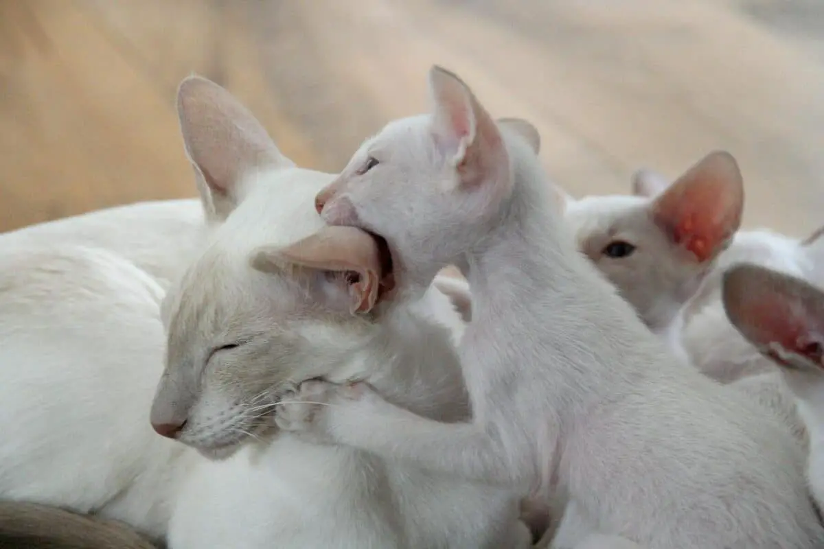 white siamese kittens