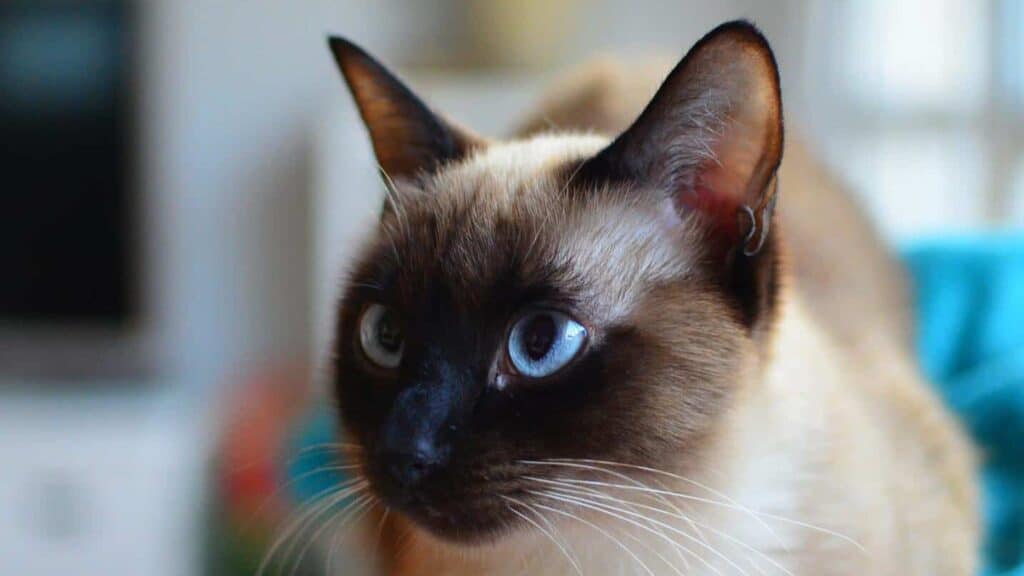 siamese cat