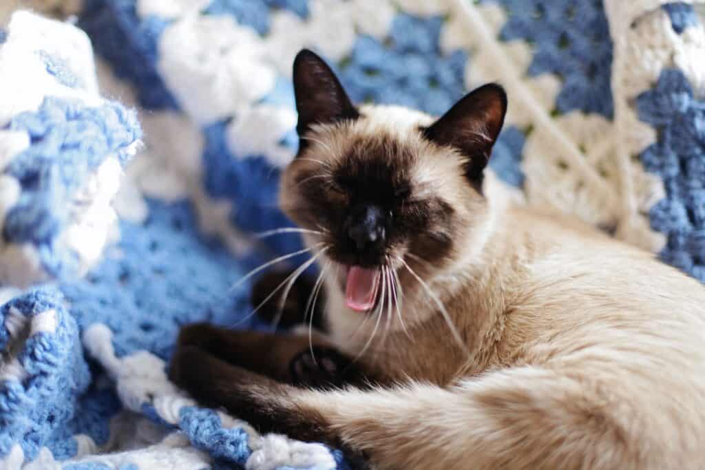 Siamese cat resting in blanket