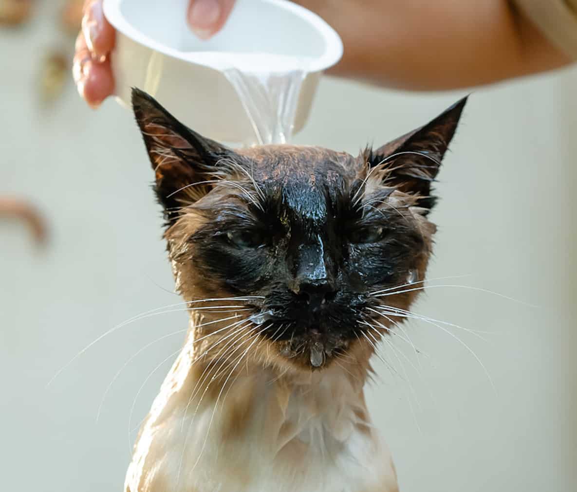 How to Bathe a Siamese Cat