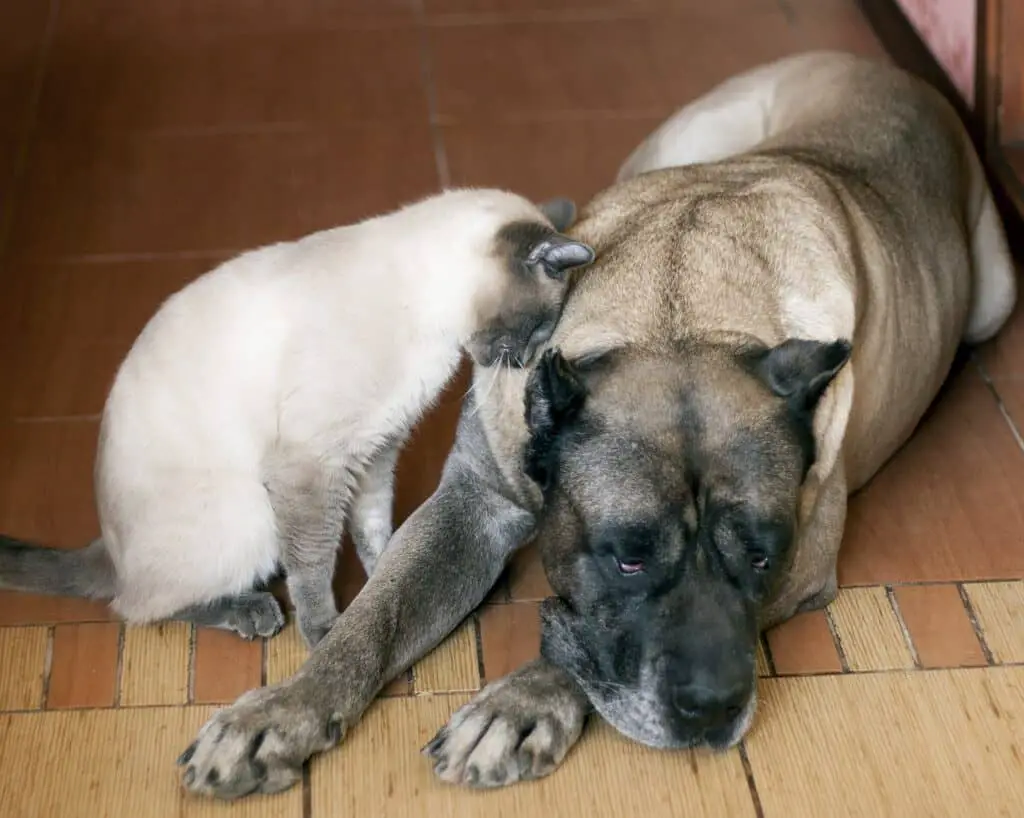 siamese cat with dog