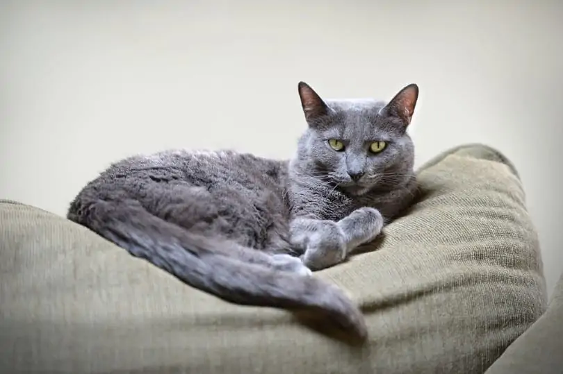 korat cat resting on furniture
