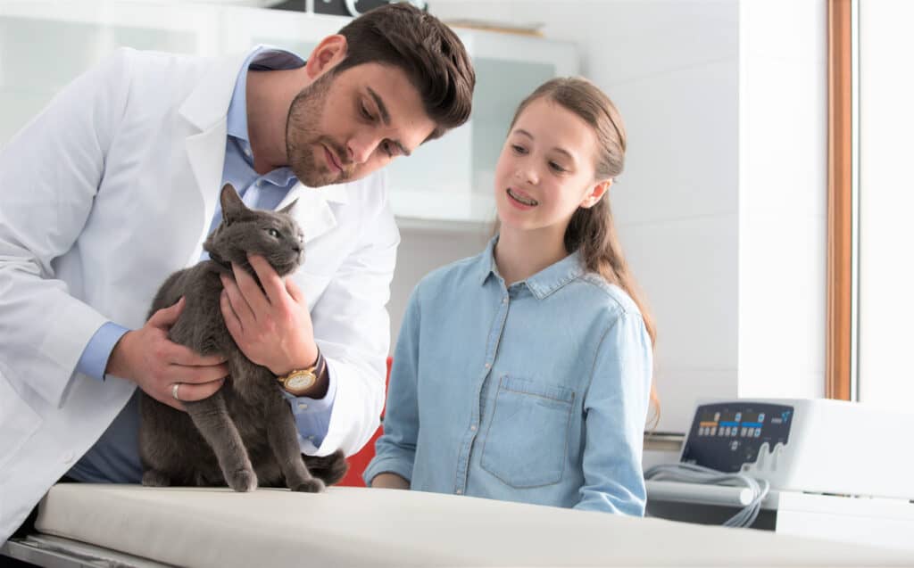 russian blue at the vet