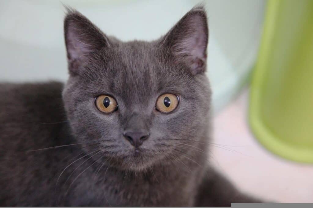 british short hair cat